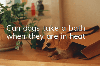Can dogs take a bath when they are in heat?