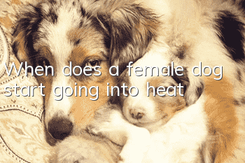 When does a female dog start going into heat?