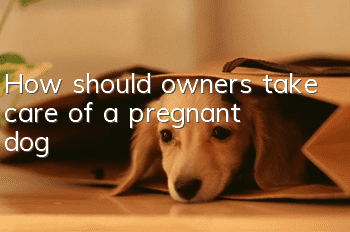 How should owners take care of a pregnant dog?