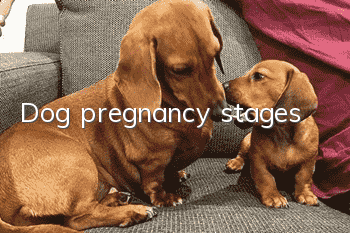 Dog pregnancy stages