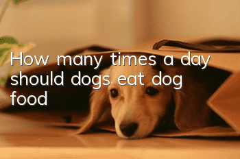 How many times a day should dogs eat dog food?