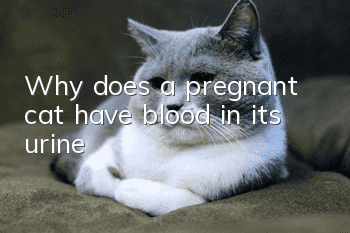 Why does a pregnant cat have blood in its urine?