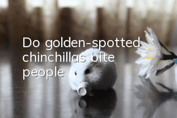 Do golden-spotted chinchillas bite people?