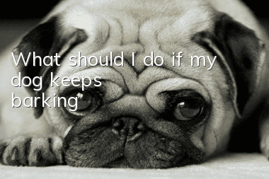 What should I do if my dog keeps barking?