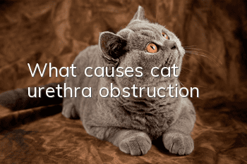 What causes cat urethra obstruction?