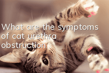 What are the symptoms of cat urethra obstruction?