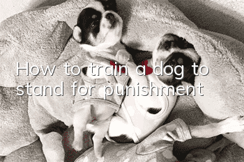 How to train a dog to stand for punishment