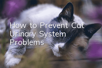 How to Prevent Cat Urinary System Problems