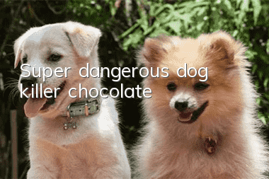 Super dangerous dog killer: chocolate