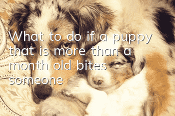 What to do if a puppy that is more than a month old bites someone