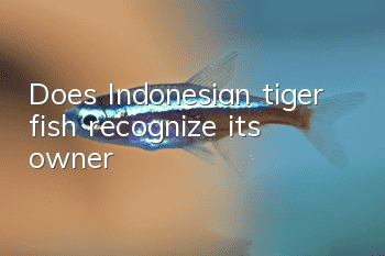 Does Indonesian tiger fish recognize its owner?