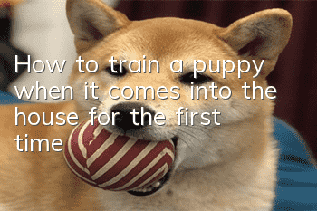 How to train a puppy when it comes into the house for the first time?