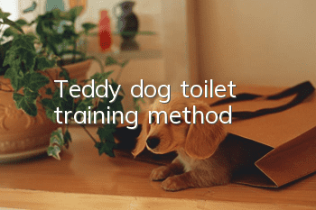 Teddy dog toilet training method