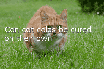 Can cat colds be cured on their own?