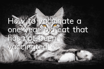 How to vaccinate a one-year-old cat that has not been vaccinated?