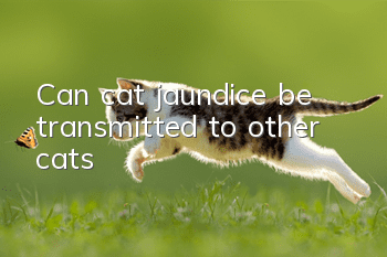 Can cat jaundice be transmitted to other cats?