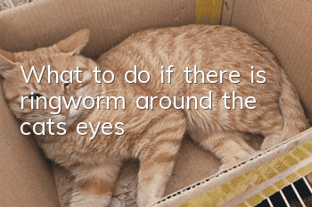 What to do if there is ringworm around the cat’s eyes