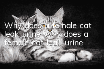 Why does a female cat leak urine? Why does a female cat leak urine?