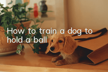 How to train a dog to hold a ball