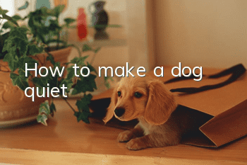 How to make a dog quiet