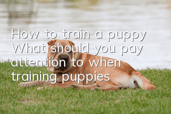 How to train a puppy? What should you pay attention to when training puppies?