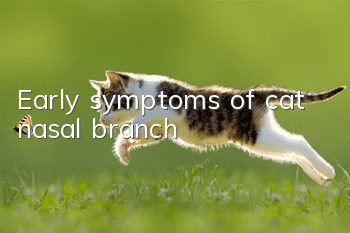 Early symptoms of cat nasal branch