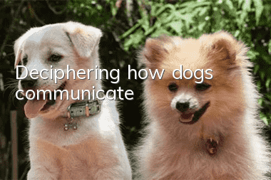 Deciphering how dogs communicate