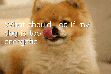 What should I do if my dog is too energetic?
