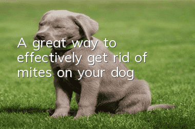 A great way to effectively get rid of mites on your dog!