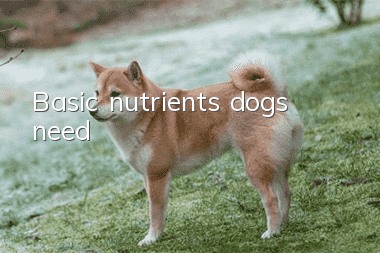 Basic nutrients dogs need