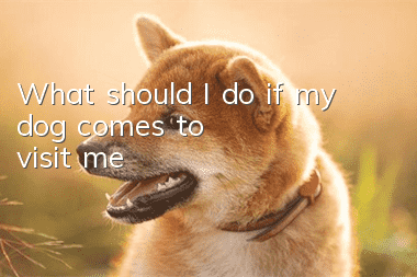 What should I do if my dog comes to visit me?
