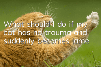 What should I do if my cat has no trauma and suddenly becomes lame?