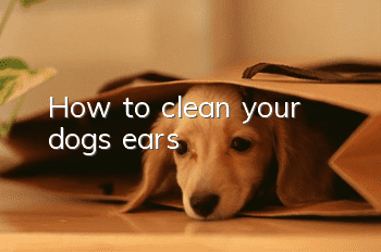 How to clean your dog’s ears?