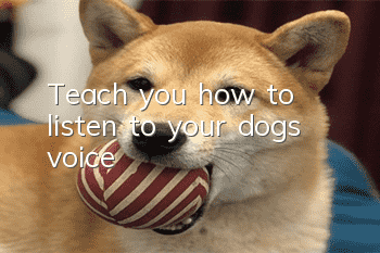 Teach you how to listen to your dog’s voice
