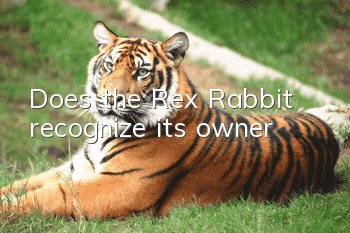 Does the Rex Rabbit recognize its owner?