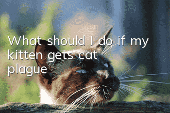 What should I do if my kitten gets cat plague?