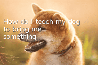 How do I teach my dog to bring me something?