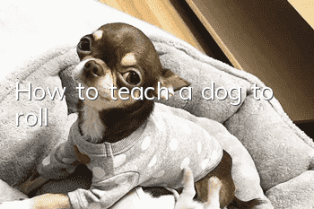 How to teach a dog to roll