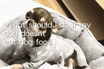 What should I do if my dog doesn’t eat dog food?