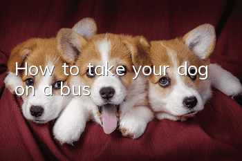 How to take your dog on a bus?