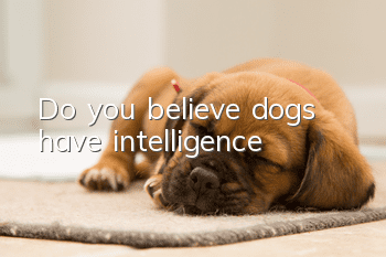 Do you believe dogs have intelligence?
