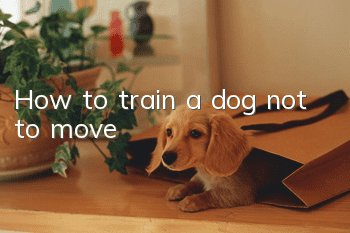 How to train a dog not to move
