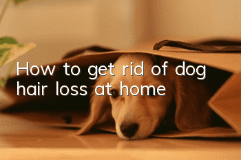 How to get rid of dog hair loss at home
