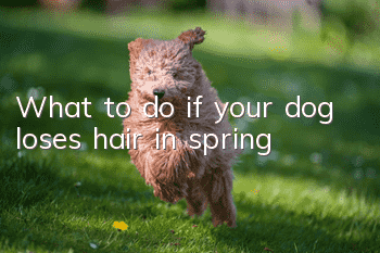 What to do if your dog loses hair in spring