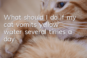 What should I do if my cat vomits yellow water several times a day?