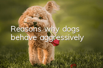 Reasons why dogs behave aggressively