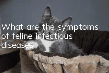 What are the symptoms of feline infectious diseases?