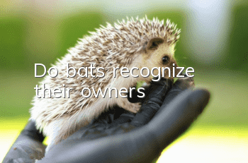 Do bats recognize their owners?