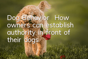 Dog Behavior | How owners can establish authority in front of their dogs