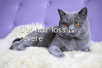Cat hair loss is severe